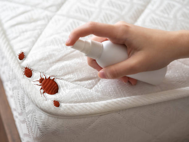 Reliable Plains, KS Pest Control Solutions